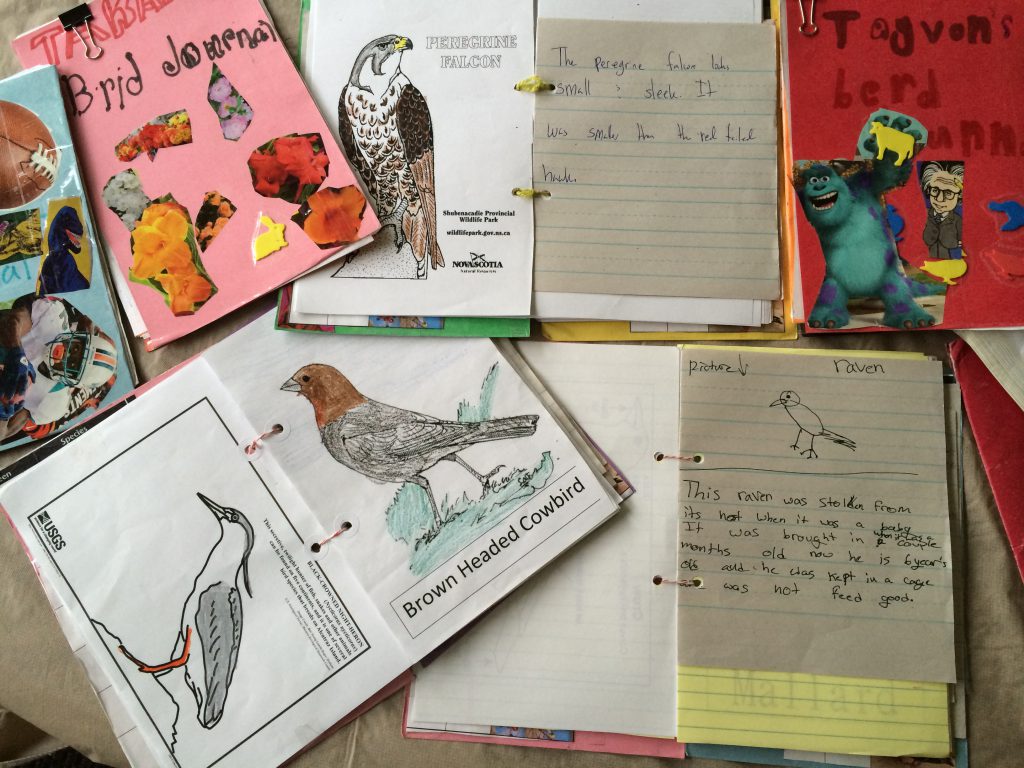Arts - Celebrate Urban Birds